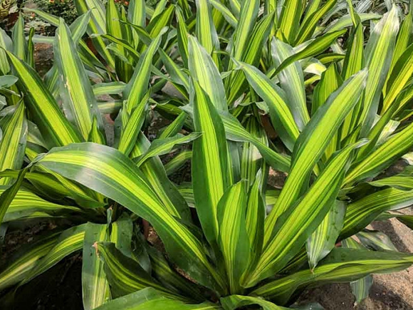 Dracaena Fragrans